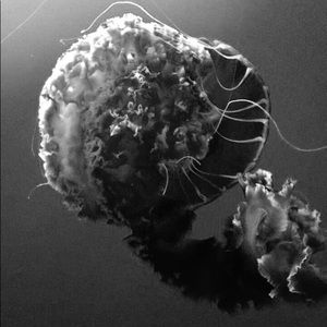 Meet your Posher, Allie